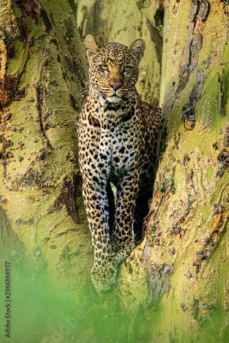 leopard in the tree