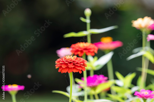 Close up of several beautiful and colorful Zinnia flowers in a garden.