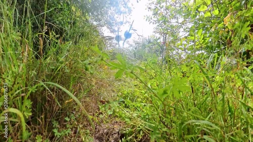 Low Angle of Overgrown Coastal Trail in Redwood National Park