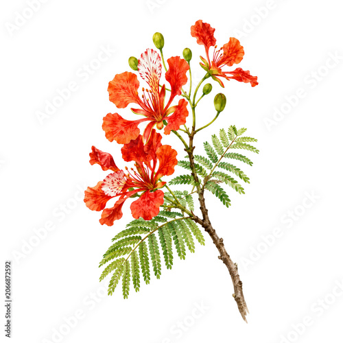 Vibrant Royal Poinciana Flower Branch with Red Orange Blossoms, Green Leaves and Buds on Transparent Background