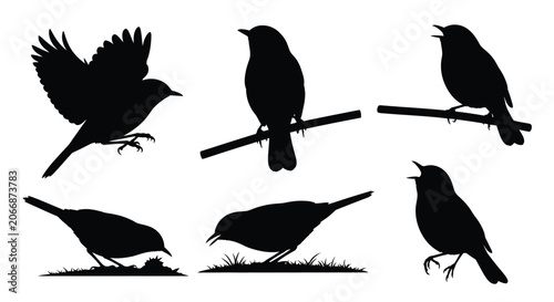 Foto Collection Of Bird Silhouettes In Various Poses Black Silhouette