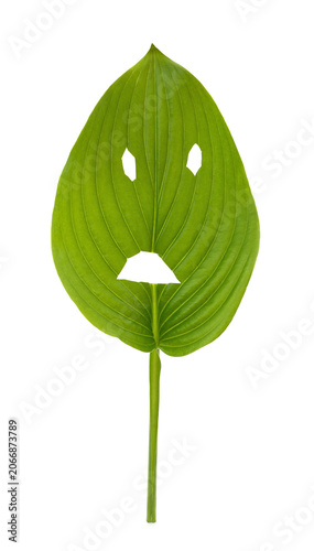 Schilderij op canvas One green hosta leaf with a sad face cutout isolated on a white background