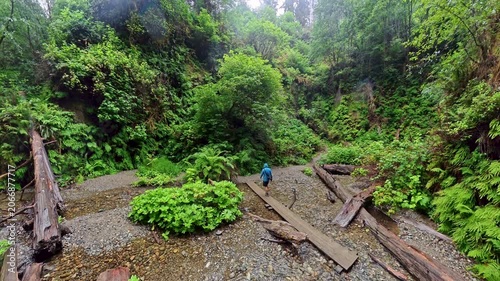 Man Crosses Plank Over Shallow Creek in Fern Canyon
