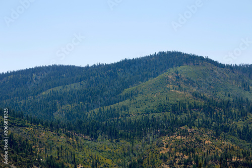 Dense Pine Forest Mountain Range in California USA
