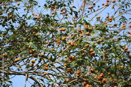 Image of a Dysoxylum gotadhora is a species of tree in the family Meliaceae