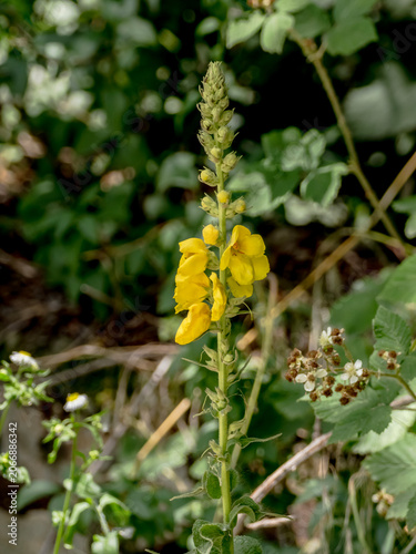 Dense-flowered mullein (Verbascum densiflorum) inflorescence in a wild setting