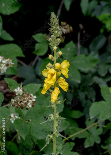 Dense-flowered mullein (Verbascum densiflorum) inflorescence in a wild setting