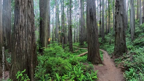 Man Hikes in Distance Through Redwood Trees in Foggy Forest