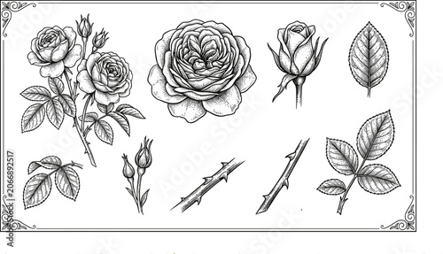 Collection of Four Black Broadleaf Tree Silhouettes with Dense Foliage and Trunk Isolated on White Background Vector