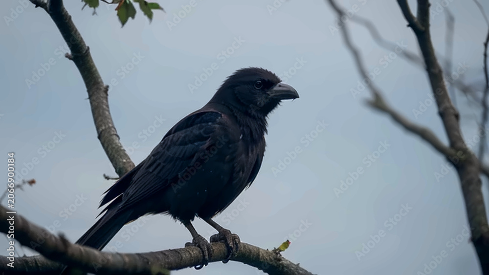 Obraz premium Black Crow Perched On A Branch Against A Clear Sky
