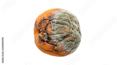 Moldy orange fruit with green fungus, rotten citrus fruit showing decay and decomposition, spoiled organic food waste with fuzzy mold texture isolated PNG with Transparent Background