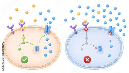 Comparison of functional and inhibited cellular signaling pathways with receptor binding and downstream effects.