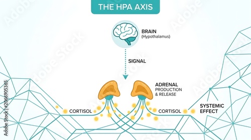 An illustrative diagram explaining the Hypothalamic-Pituitary-Adrenal (HPA) axis, showing the brain signaling adrenal glands to release cortisol and its systemic effects.