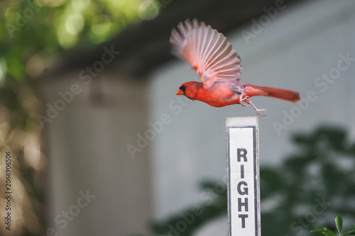 Male northern cardinal launching from right of way sign against blurry background. 