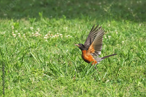 American robin with worms in beak launching to flight from grassy field. 
