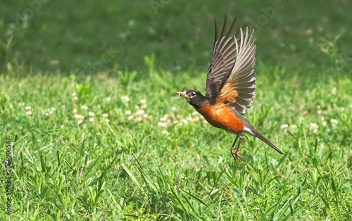 American robin with worms in beak launching to flight from grassy field. 