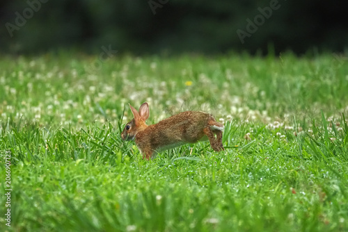 Cute baby bunny rabbit cottontail running scared in grassy field. 