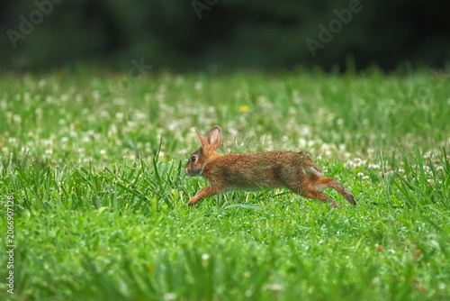 Cute baby bunny rabbit cottontail running scared in grassy field. 