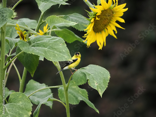 American gold finch perched among blooming sunflowers. 