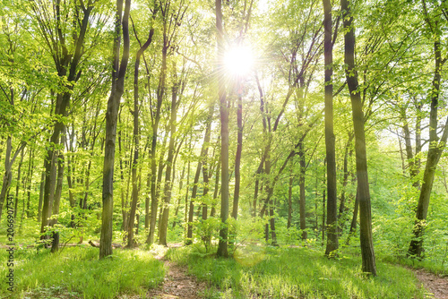 Morning in sunny forest