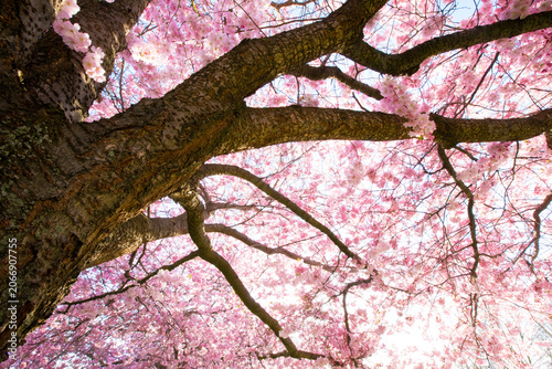 Sakura flowera at sunny spring day