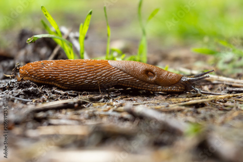 Macro shot of a large brown slug crawling on the damp forest floor
