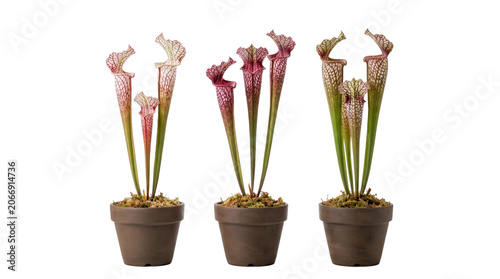 Konstfotografi Three terra cotta pots containing multiple tall patterned sarracenia pitcher plants isolated on transparent background