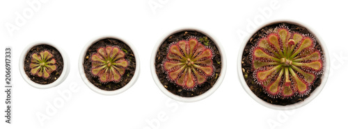 Top down view of four potted carnivorous sundew plants in increasing growth stages isolated on transparent background.