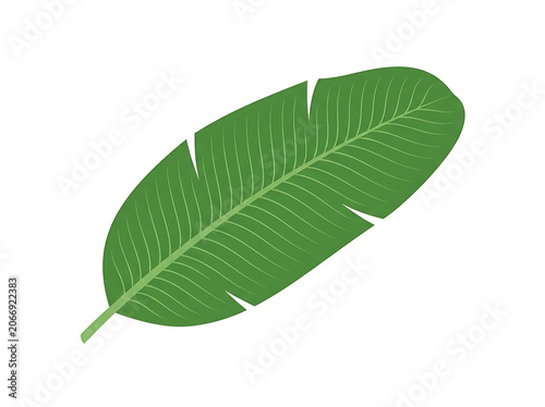 Fresh green leaf with visible veins close up.