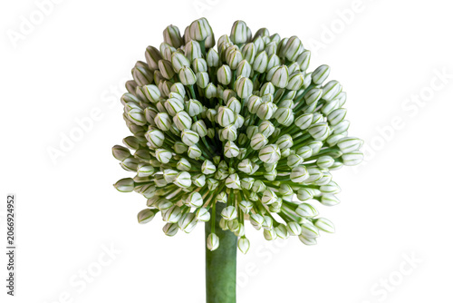 Foto Onion inflorescence spherical bud cluster macro botanical symmetry pattern