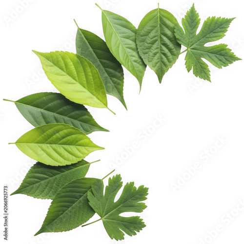 Collection of Fresh Green Leaves Arranged Artistically.