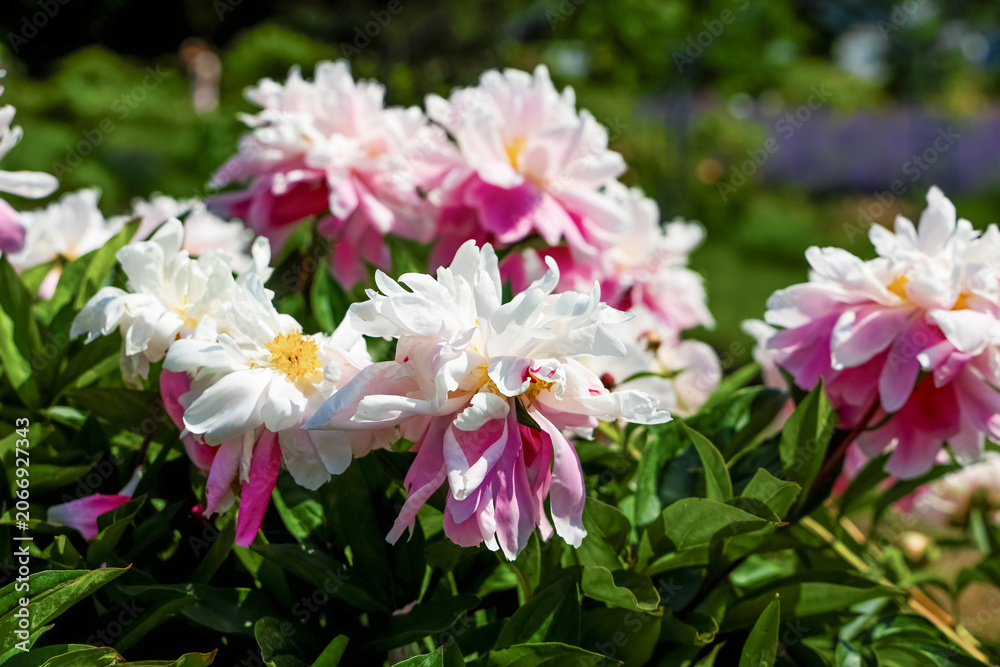 Fototapeta premium Varietal pink peonies bloom in a garden during spring while colorful flowers surround them