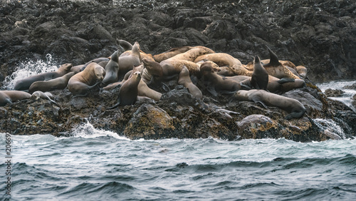 Colony Of Steller Sea Lions  (Eumetopias Jubatus)