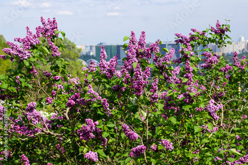Lilac bushes against a building and blue sky. Cityscape