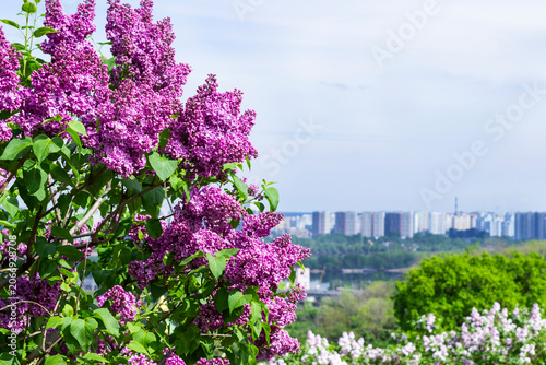 Lilac branches against the backdrop of a city landscape and blue sky