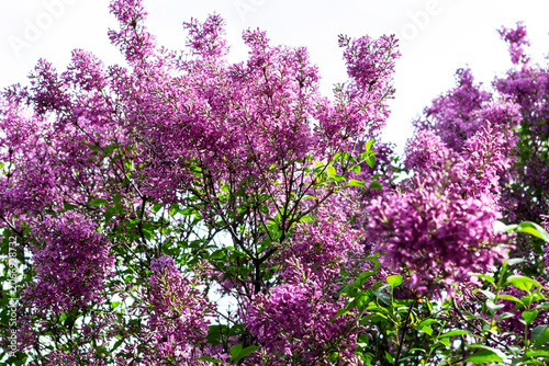 Close-up of a blooming lilac bush