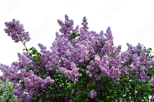 Branches of blooming lilac. Floral background