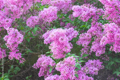 Lilac flowers against a background of green leaves.