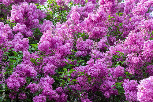 Close-up of blooming lilacs. Floral background.