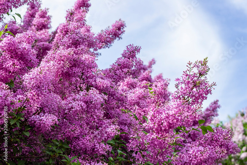 Large lilac flowers against a blue sky