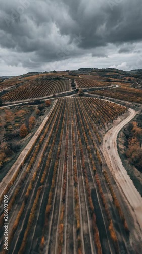 Aerial drone view over golden autumn vineyard rows, wine region