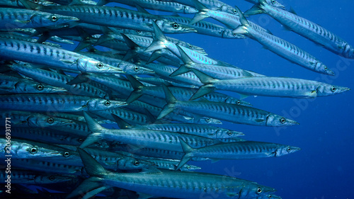 Foto A school of barracuda fish swimming together in the deep blue ocean