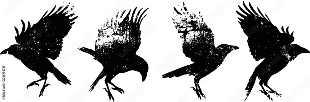 Obraz premium Silhouette sequence of a crow walking and taking flight on a white background