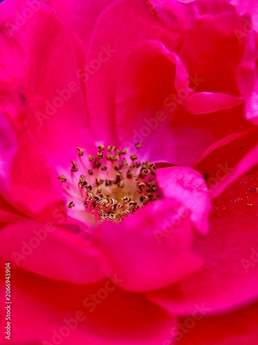 Canvas Print Macro close up of pink climbing rose flower blooming on garden trellis in soft s