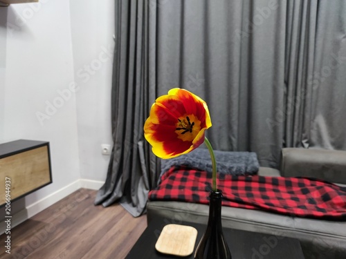 fresh tulip in the living room. spring tulip in a bottle. yellow-red tulip on the table in the room
