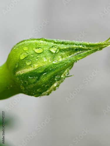 Billede på lærred Macro close up of green unopened rose bud with crystal clear water droplets on s