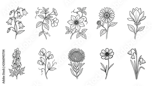 Quadro su tela Botanical flower set with bellflowers sweet peas clematis sunflowers magnolias d