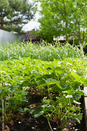 Flowering strawberry plants growing in a raised garden bed in a sunny backyard.