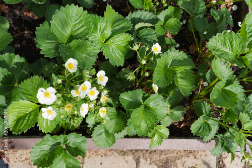 Top view of flowering strawberry plants with green leaves in a raised garden bed.