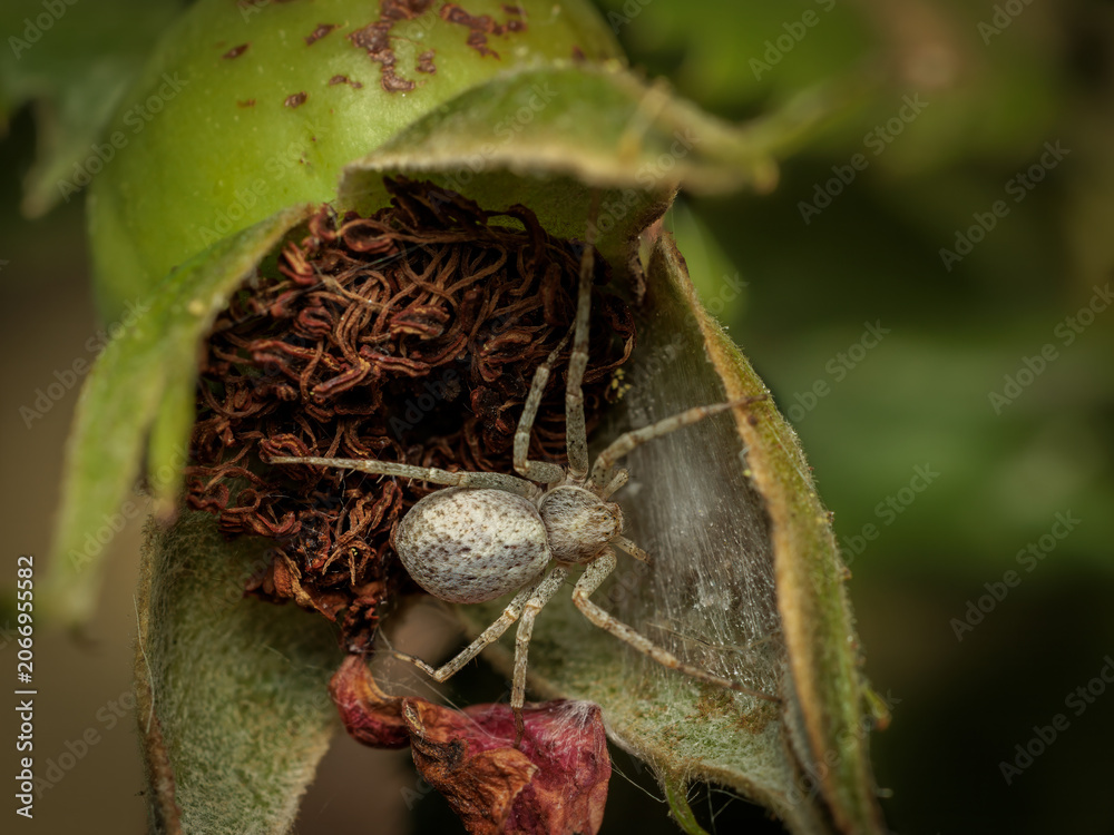 Obraz premium Spider guarding potential egg sac inside an opened seed pod in nature.